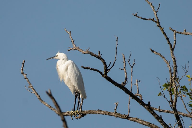 Aigrette garzette